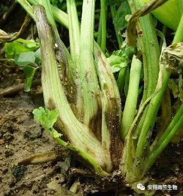 什么蔬菜最补钙(蔬菜补钙比牛奶补钙效果好)-硒宝网