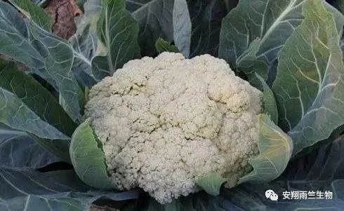 什么蔬菜最补钙(蔬菜补钙比牛奶补钙效果好)-硒宝网