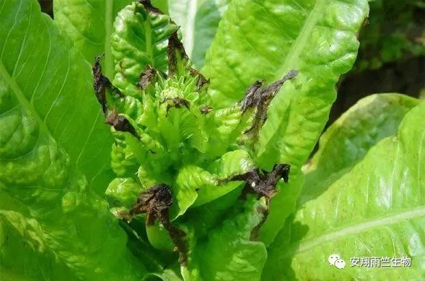 什么蔬菜最补钙(蔬菜补钙比牛奶补钙效果好)-硒宝网