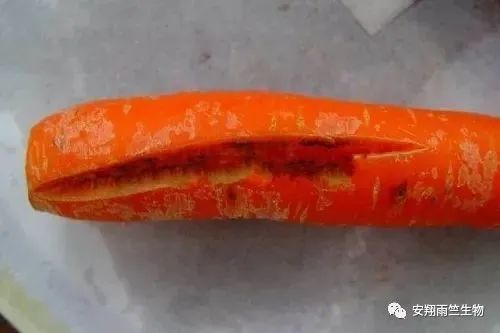 什么蔬菜最补钙(蔬菜补钙比牛奶补钙效果好)-硒宝网