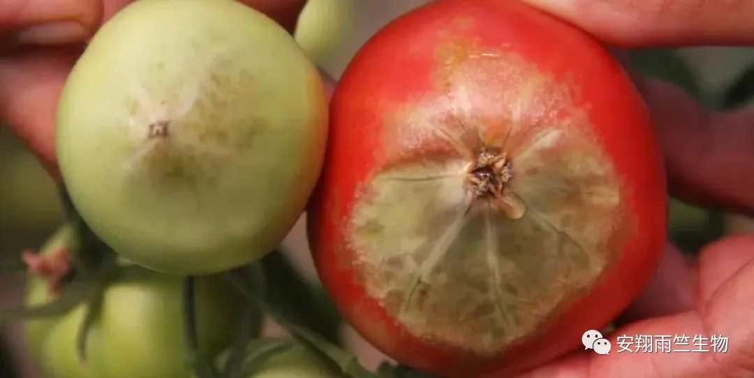 什么蔬菜最补钙(蔬菜补钙比牛奶补钙效果好)-硒宝网