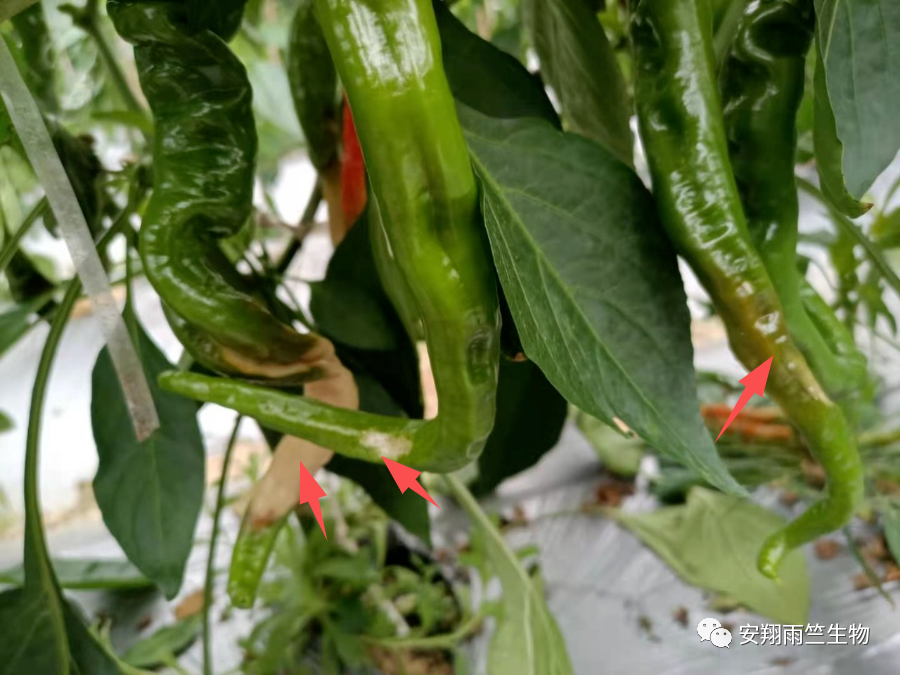 什么蔬菜最补钙(蔬菜补钙比牛奶补钙效果好)-硒宝网