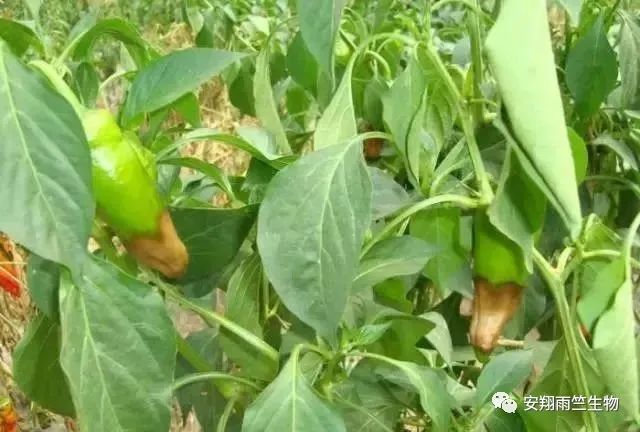 什么蔬菜最补钙(蔬菜补钙比牛奶补钙效果好)-硒宝网