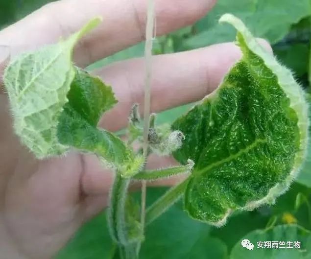 什么蔬菜最补钙(蔬菜补钙比牛奶补钙效果好)-硒宝网