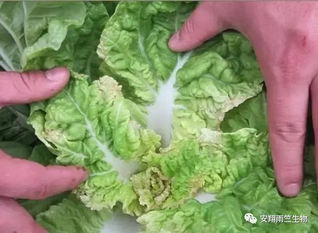 什么蔬菜最补钙(蔬菜补钙比牛奶补钙效果好)-硒宝网