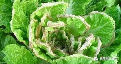 什么蔬菜最补钙(蔬菜补钙比牛奶补钙效果好)-硒宝网