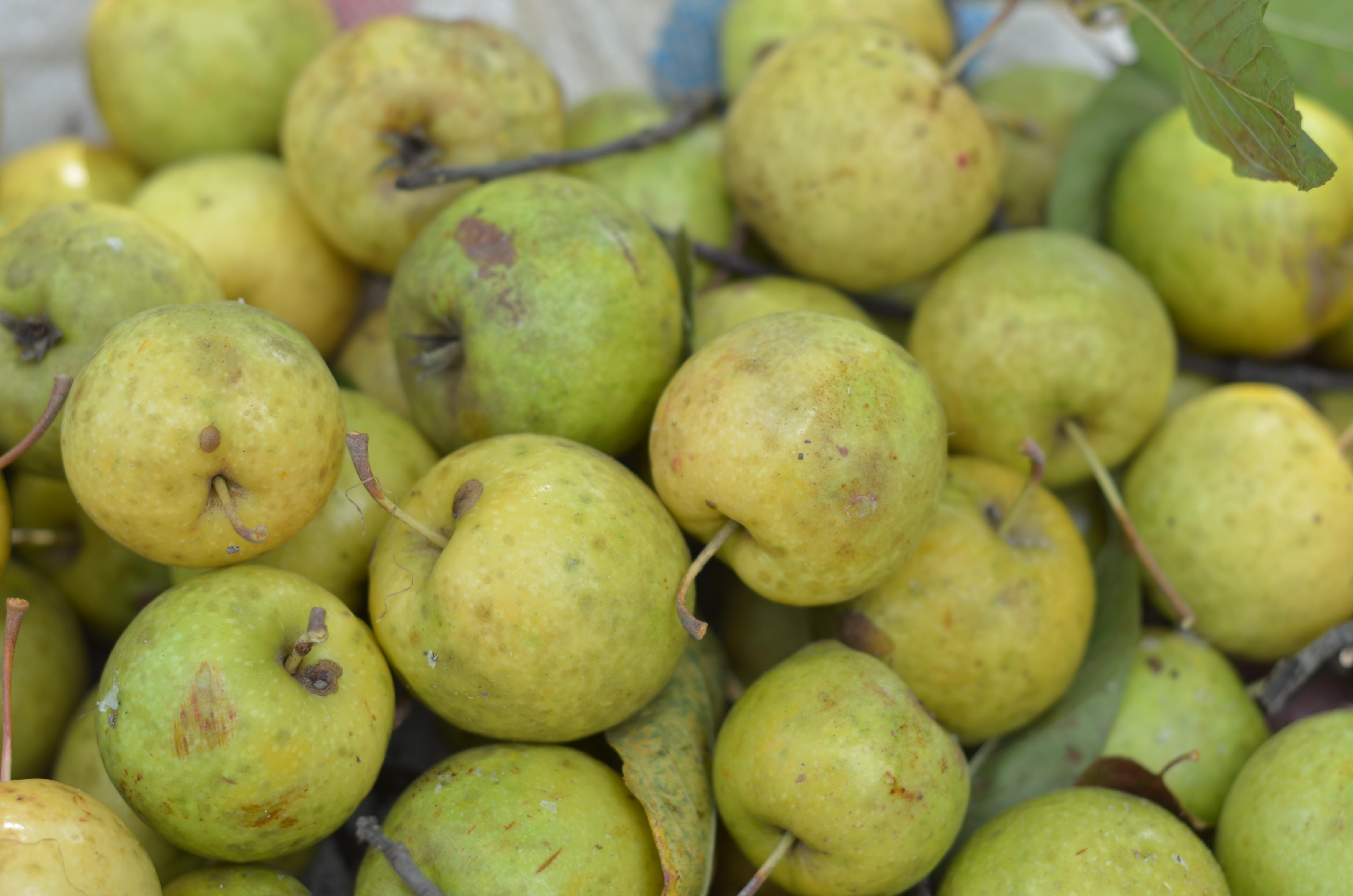 富硒植物山楂茶丁片(养生茶山楂)-硒宝网