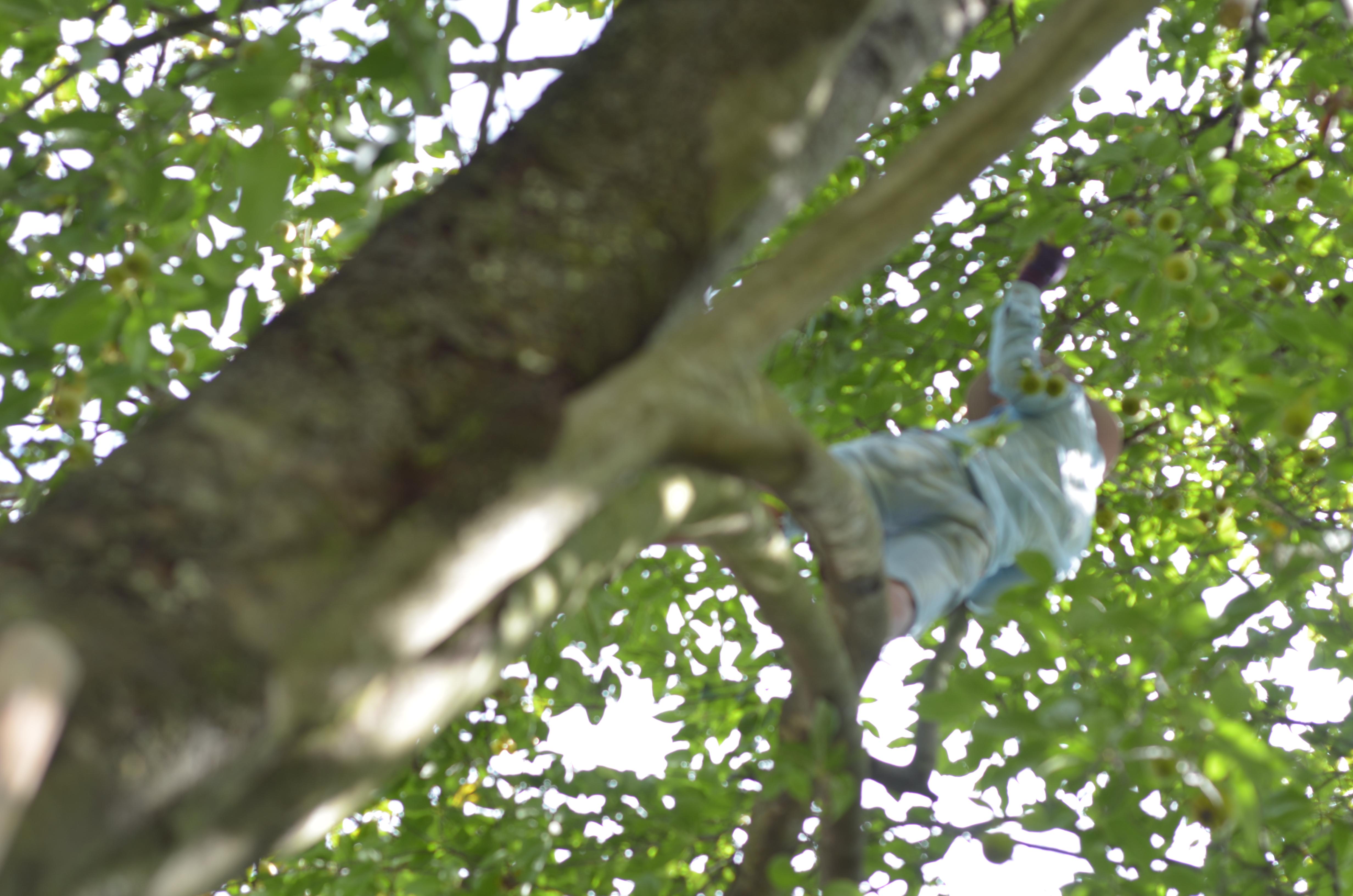 富硒植物山楂茶丁片(养生茶山楂)-硒宝网