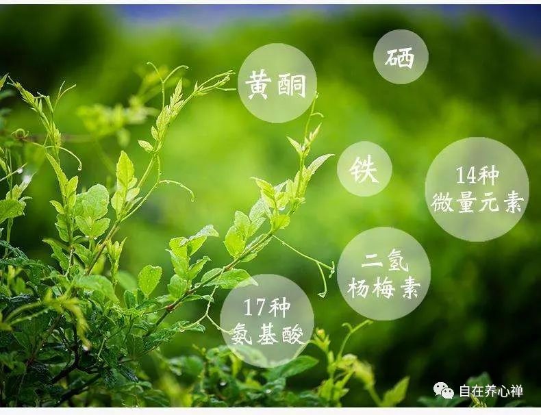 富硒藤茶有这么好吗（富硒藤茶多少钱一斤）-硒宝网