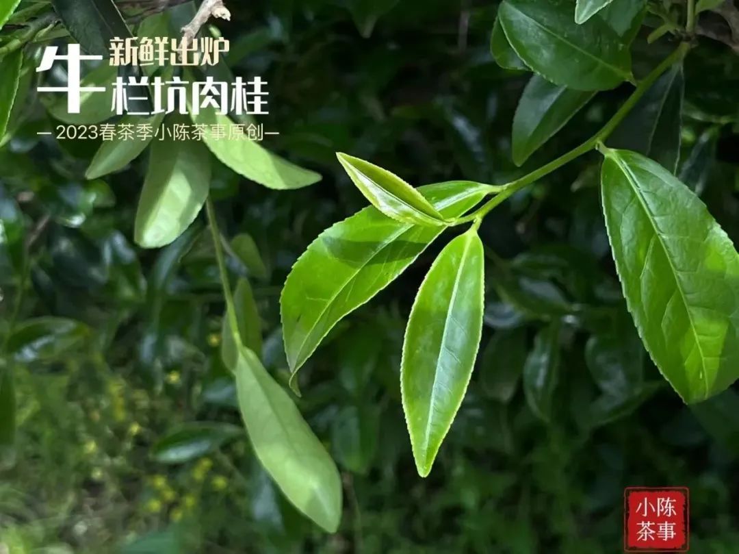 富硒茶喝了会上火吗（天天喝富硒茶会硒中毒吗）-硒宝网