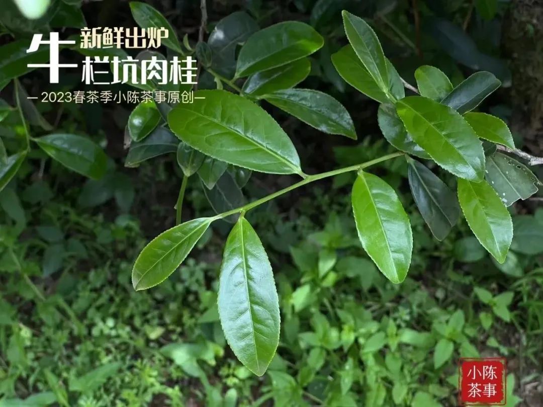 富硒茶喝了会上火吗（天天喝富硒茶会硒中毒吗）-硒宝网