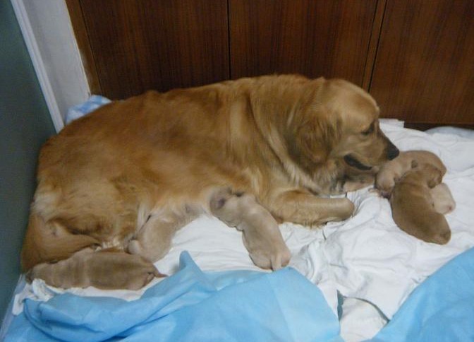 狗狗吃什么可以补钙（狗狗补钙可以吃些什么）-硒宝网