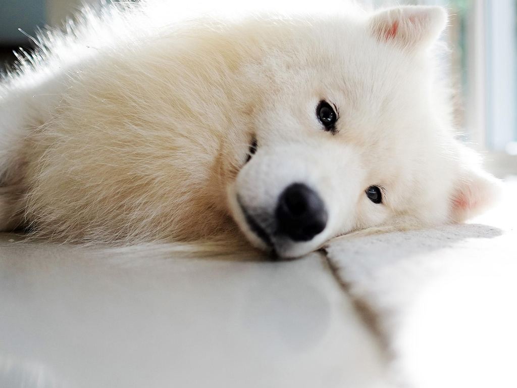 狗狗吃什么可以补钙（狗狗补钙可以吃些什么）-硒宝网