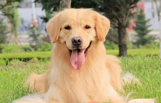 狗狗吃什么可以补钙（狗狗补钙可以吃些什么）-硒宝网