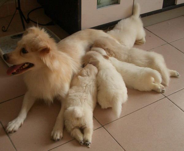 狗狗吃什么可以补钙（狗狗补钙可以吃些什么）-硒宝网