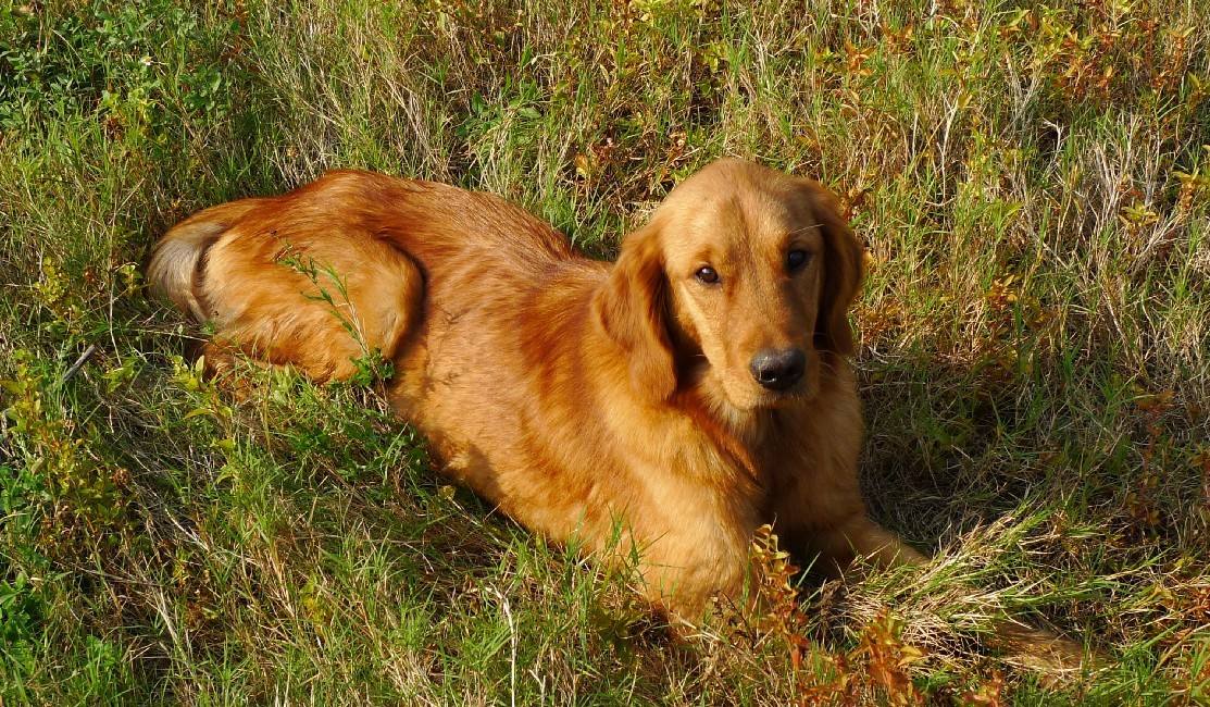 狗狗吃什么可以补钙（狗狗补钙可以吃些什么）-硒宝网