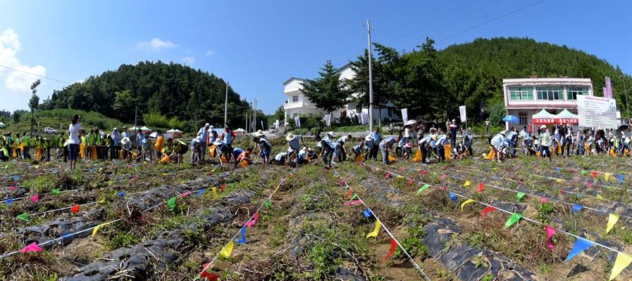 恩施富硒植物速溶茶(恩施富硒茶是绿茶吗)-硒宝网