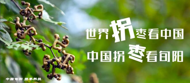 紫阳富硒茶有啥品种(紫阳富硒茶品种和单价)-硒宝网