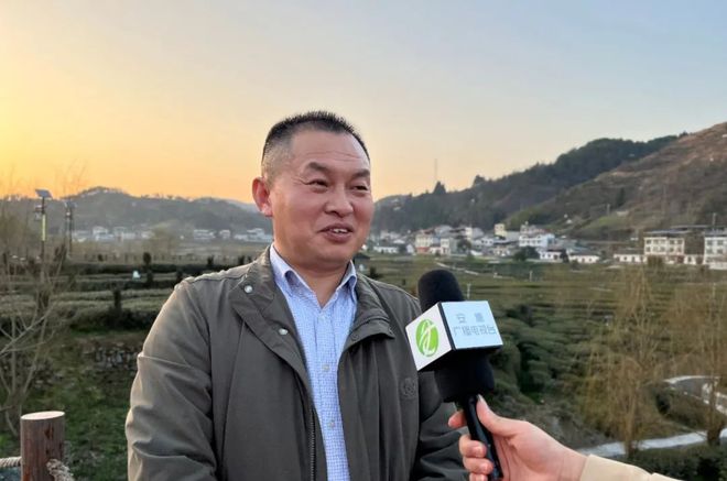 紫阳富硒茶有啥品种(紫阳富硒茶品种和单价)-硒宝网