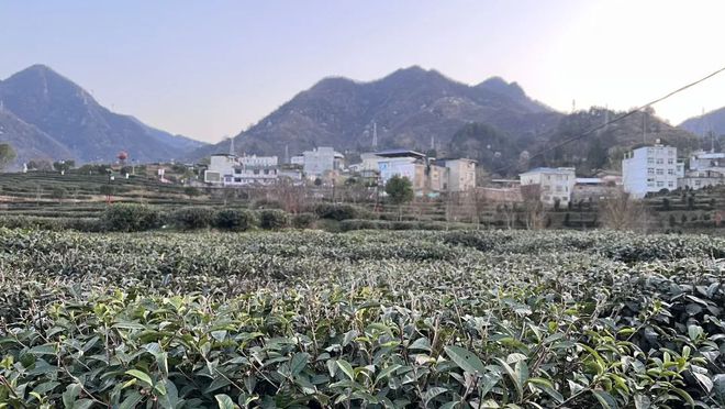 紫阳富硒茶有啥品种(紫阳富硒茶品种和单价)-硒宝网