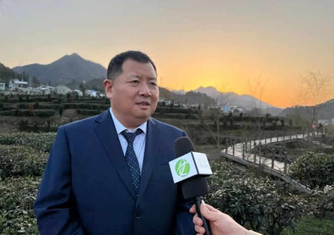 紫阳富硒茶有啥品种(紫阳富硒茶品种和单价)-硒宝网