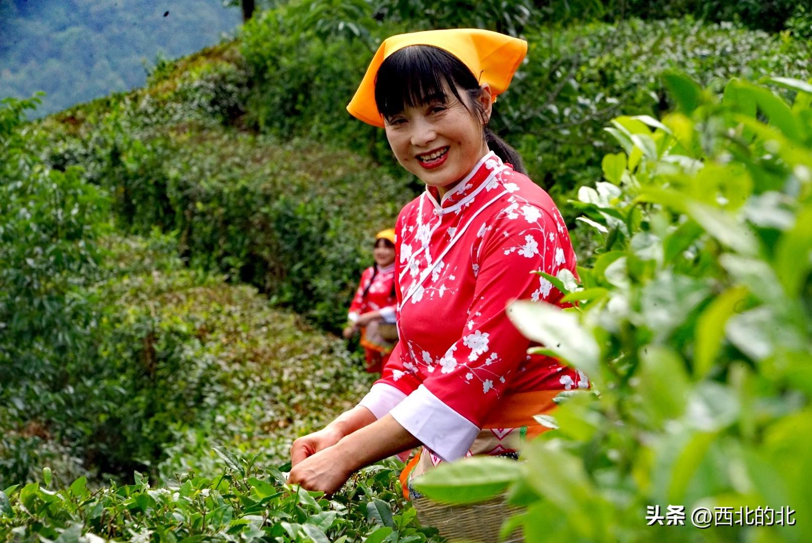 陕西安康富硒茶礼盒(安康富硒茶多少钱一斤汗水晨雾)-硒宝网