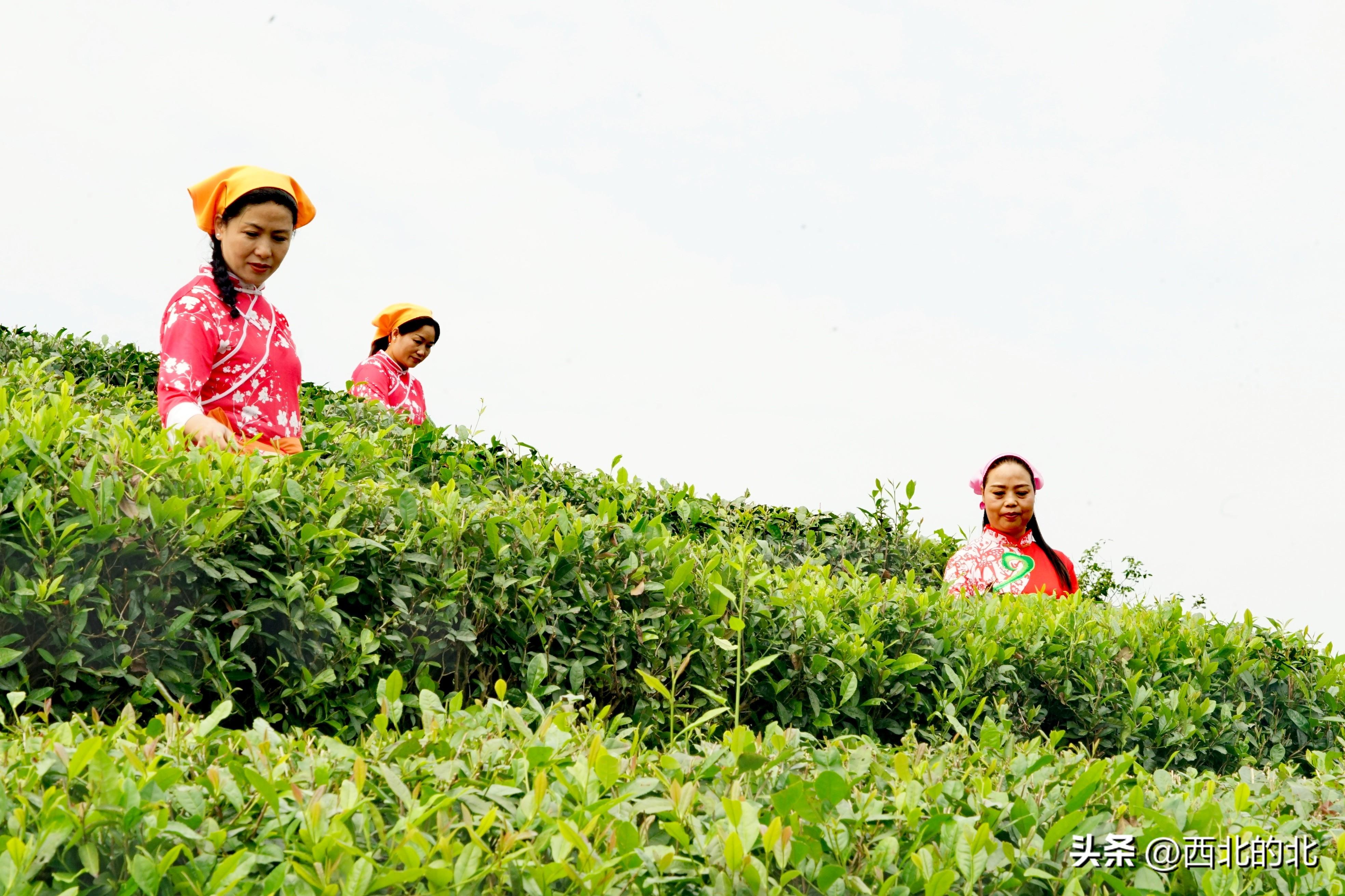 陕西安康富硒茶礼盒(安康富硒茶多少钱一斤汗水晨雾)-硒宝网