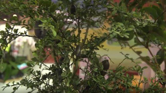 台湾富硒茶哪里有卖(茶卖台湾富硒有哪些品牌)-硒宝网