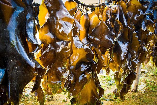 吃海带补钙吗(海带补钙效果好)-硒宝网