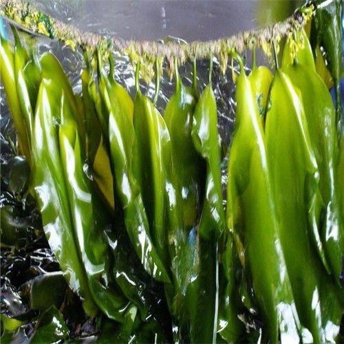 吃海带补钙吗(海带补钙效果好)-硒宝网