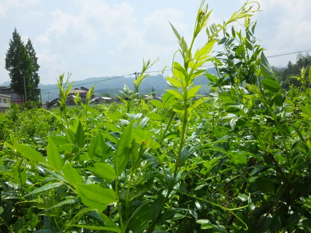 恩施富硒植物速溶茶（恩施富硒茶的作用）-硒宝网