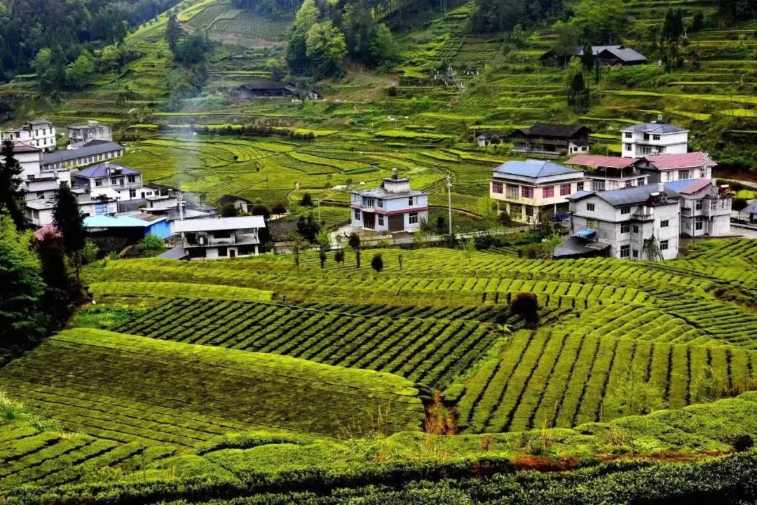 恩施富硒茶宣传标语（恩施富硒茶广告语）-硒宝网