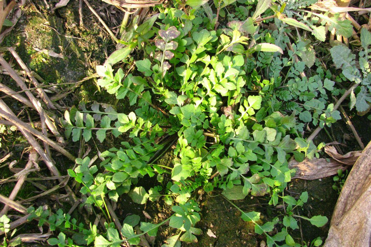 五岁小孩补钙吃哪种好（小孩补钙还要搭什么吃）-硒宝网