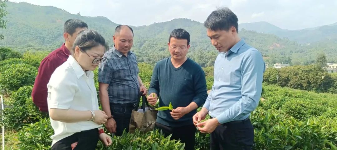 长寿富硒的茶有哪些(富硒长寿)-硒宝网