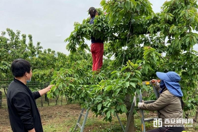 汉中仙毫有机富硒茶(汉中仙毫茶厂)-硒宝网