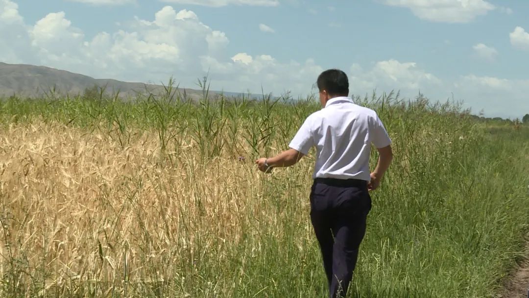 富硒大麦茶 焦家庄（焦麦茶和大麦茶有什么区别）-硒宝网