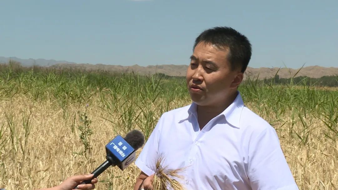 富硒大麦茶 焦家庄（焦麦茶和大麦茶有什么区别）-硒宝网