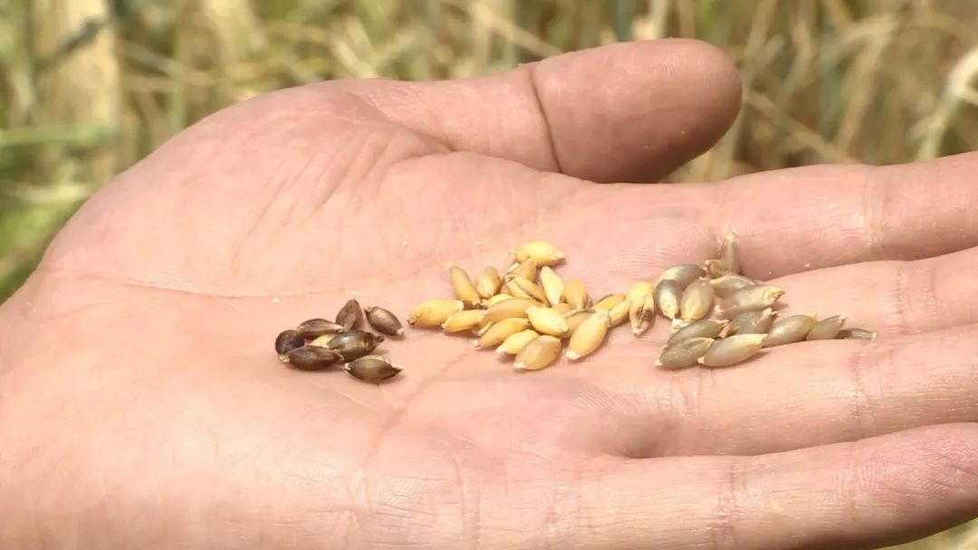 富硒大麦茶 焦家庄（焦麦茶和大麦茶有什么区别）-硒宝网