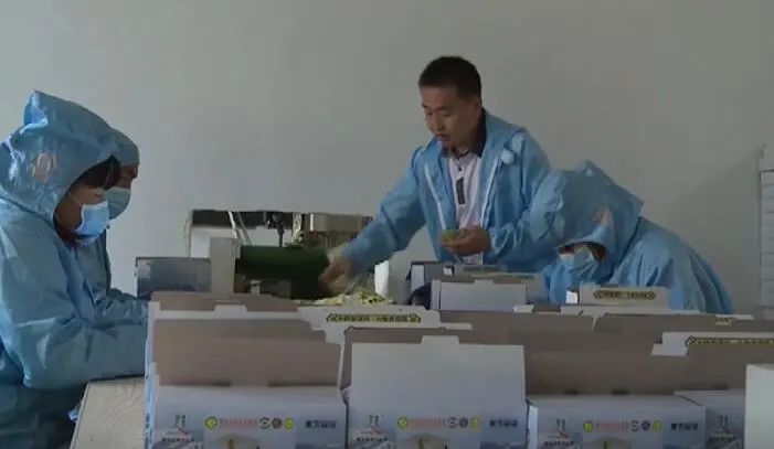 富硒大麦茶 焦家庄（焦麦茶和大麦茶有什么区别）-硒宝网