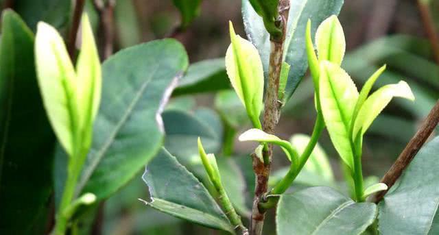 安吉白茶是富硒茶吗（安吉白茶营养）-硒宝网