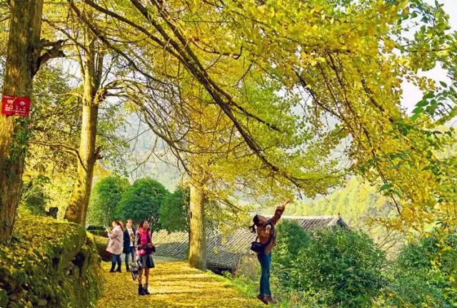 中国富锌富硒有机茶（茶机富硒富锌中国有卖的吗）-硒宝网