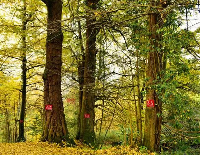 中国富锌富硒有机茶（茶机富硒富锌中国有卖的吗）-硒宝网