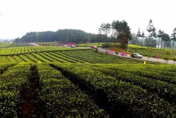 中国富锌富硒有机茶（茶机富硒富锌中国有卖的吗）-硒宝网