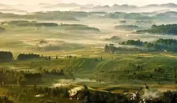 中国富锌富硒有机茶（茶机富硒富锌中国有卖的吗）-硒宝网