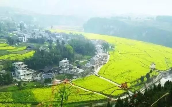 中国富锌富硒有机茶（茶机富硒富锌中国有卖的吗）-硒宝网