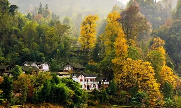 中国富锌富硒有机茶（茶机富硒富锌中国有卖的吗）-硒宝网