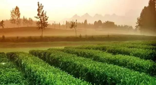 中国富锌富硒有机茶（茶机富硒富锌中国有卖的吗）-硒宝网