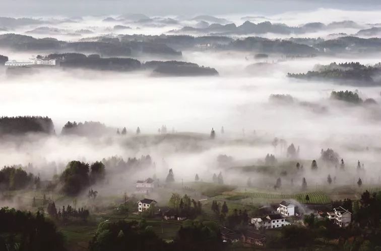 中国富锌富硒有机茶（茶机富硒富锌中国有卖的吗）-硒宝网