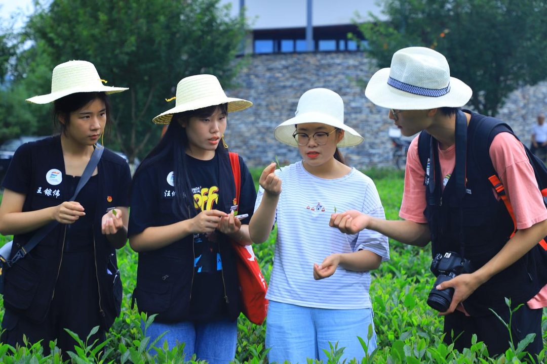 安康富硒茶历史渊源(安康富硒茶主要产自哪里)-硒宝网