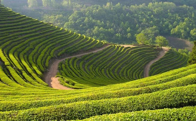 安康富硒茶历史渊源（安康富硒茶是什么茶）-硒宝网